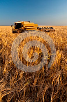 Modern combine harvesting wheat