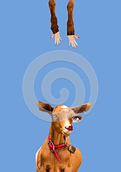 Modern conceptual art poster with goat on a blue background . art Collage