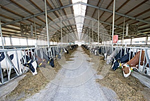 Modern cow stable