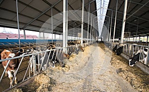 Modern cow stable
