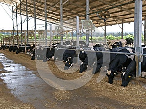 Modern cowshed with cows photo