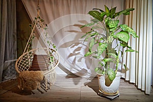 A modern cozy beautiful room with a braided rope macrame chair, green plant Diffenbachia and curtains. Interior and