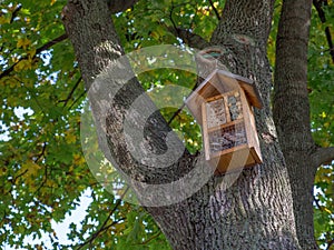 Modern decorative wooden nesting box on a green tree in a sunny park