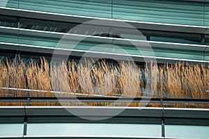 Modern design urban garden landscaping. Majestic ornamental feather reed grass on terrace of modern office building