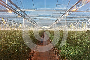 Modern dutch tomatoe greenhouse with artificial growth light