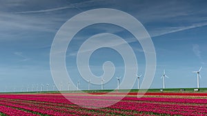 Modern electrical windmills near huge red tulip field in Holland .Ecological engineering . Environmentally friendly