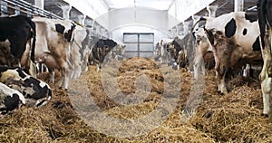 Modern farm barn with milking cows eating hay, Cows feeding on dairy farm