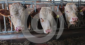 Modern farm barn with milking cows eating hay. Dairy cows on dairy farm, agriculture industry, farming. Industrial