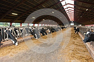 Modern farm cowshed with cows photo