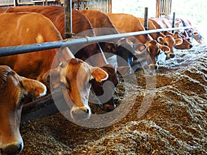 Modern farm cowshed with cows photo