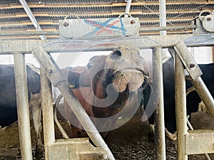 Modern farm cowshed with dairy cows eating hay, dairy farm. Breeding of cows in farm. Agriculture industry, feeding of