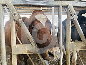 Modern farm cowshed with dairy cows eating hay, dairy farm. Breeding of cows in farm. Agriculture industry, feeding of