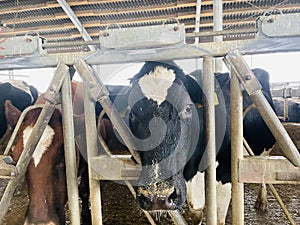 Modern farm cowshed with dairy cows eating hay, dairy farm. Breeding of cows in farm. Agriculture industry, feeding of