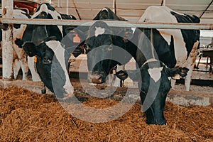 A modern farm with dairy cows. Goldstein breed. Breeding cows, cattle breeding. photo