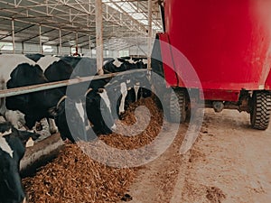 A modern farm with dairy cows. Goldstein breed. Breeding cows, cattle breeding. photo