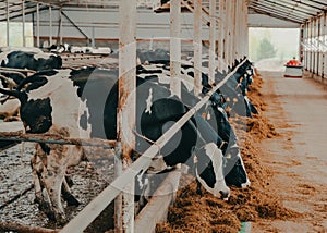 A modern farm with dairy cows. Goldstein breed. Breeding cows, cattle breeding. photo