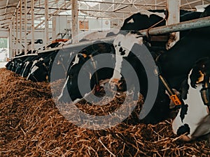 A modern farm with dairy cows. Goldstein breed. Breeding cows, cattle breeding. photo