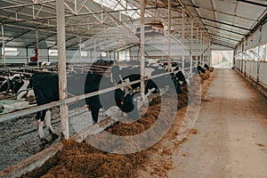 A modern farm with dairy cows. Goldstein breed. Breeding cows, cattle breeding. photo