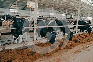 A modern farm with dairy cows. Goldstein breed. Breeding cows, cattle breeding. photo