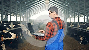 Modern farmer, male agriculturist with a laptop is observing cows in the cows