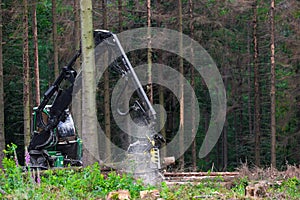 Modern forest machine when felling trees