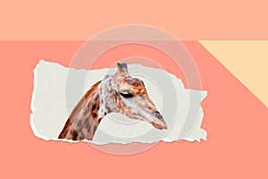 Modern funny art collage. Giraffes peeking out of a torn paper hole