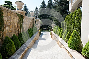 Modern garden design with box trees bushes