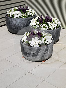 Modern garden: three planters white petunias