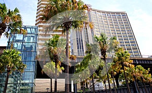 Modern glass building and palm trees