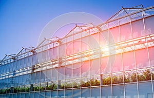 Modern glass greenhouses against the blue sky.