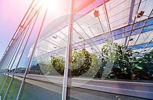 Modern glass greenhouses against the blue sky.