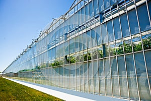 Modern glass greenhouses against the blue sky.