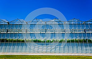 Modern glass greenhouses against the blue sky.