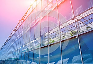 Modern glass greenhouses against the blue sky.