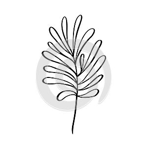 Modern grass leaf vector abstrac illustration. Black and white line art style. Isolated Exotic jungle contemporary