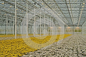Modern greenhouse with chrysanthemums