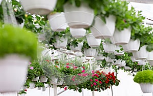 Modern greenhouse and flower business, gardening, growing and cultivation