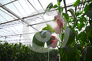 Modern greenhouse. In the foreground are red bell peppers, sunlight shining through the roof of the greenhouse