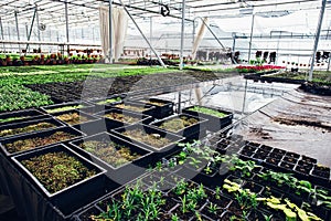 Modern greenhouse or hothouse, cultivation and growth seeds of ornamental plants, flower nursery inside interior