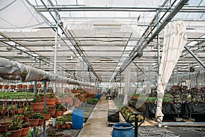 Modern greenhouse nursery or glasshouse, industrial horticulture, cultivation of seedlings of ornamental plants and flowers