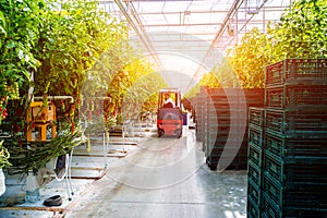 Modern greenhouse with tomato plants. Beautiful background