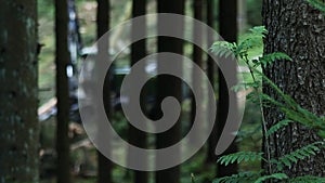 modern harvester working in the forest blur