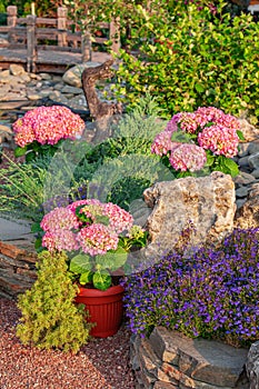 Modern home or cottage garden with potted pink plants and flowers.