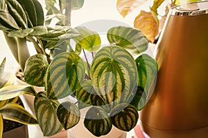 Modern home humidifier that humidifies dry air surrounded by indoor plants.Peperomia Watermelon close-up.