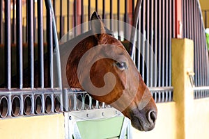 Modern horse stable and riding school in barn at farm