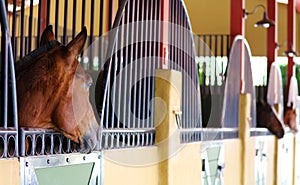 Modern horse stable and riding school in barn at farm