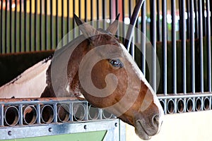 Modern horse stable and riding school in barn at farm