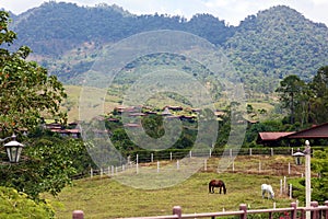 Modern horse stable and riding school in barn at farm with mountains and houses jungle in background