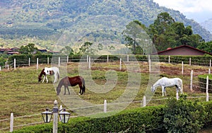 Modern horse stable and riding school in barn at farm with mountains and houses jungle in background