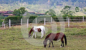 Modern horse stable and riding school in barn at farm with mountains and houses jungle in background